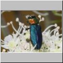 Anthaxia nitidula - Eckschild-Prachtkaefer w01b.jpg